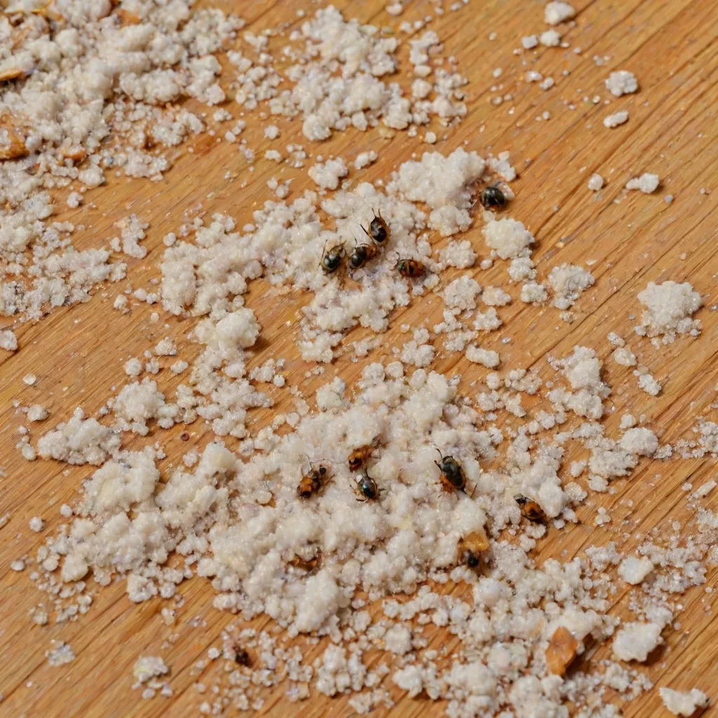 Jak pozbyć się pcheł z domu? Skuteczne metody walki z insektami